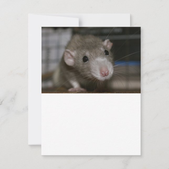 Curious Rat Invitation (Front)