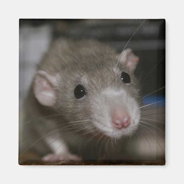Curious Rat Magnet (Front)