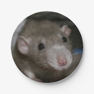 Curious Rat Paper Plate