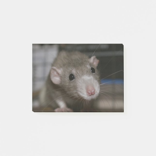Curious Rat Post-it Notes (Front)