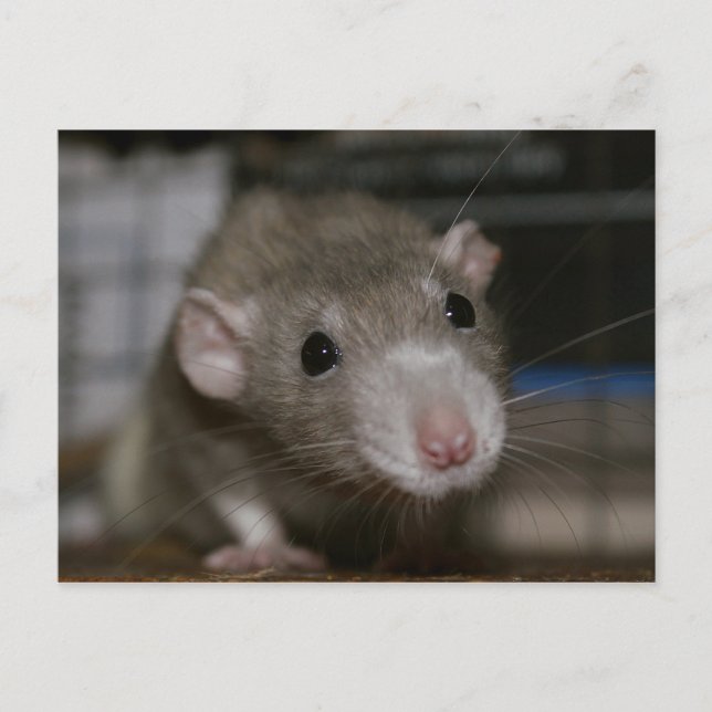 Curious Rat Postcard (Front)