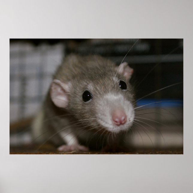 Curious Rat Poster (Front)