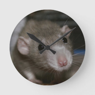 Curious Rat Round Clock