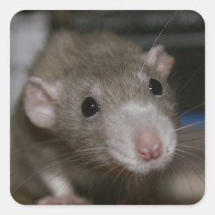 Curious Rat Square Sticker