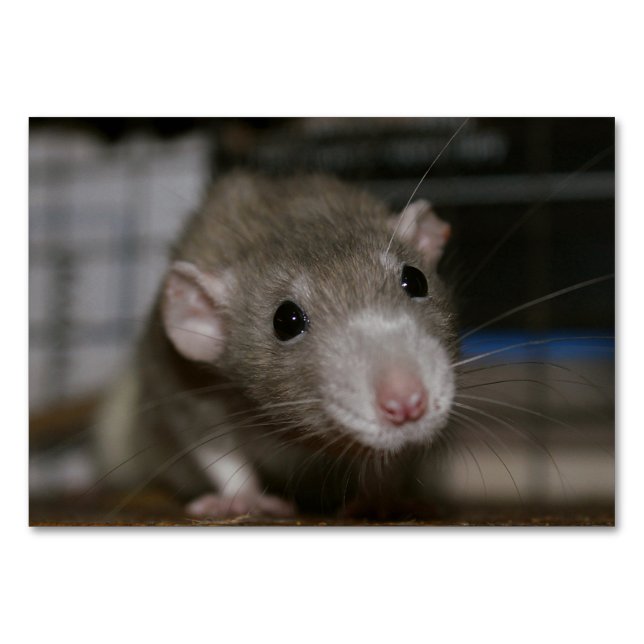 Curious Rat Table Number (Front)