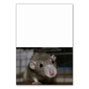 Curious Rat Table Number