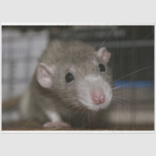 Curious Rat Tissue Paper
