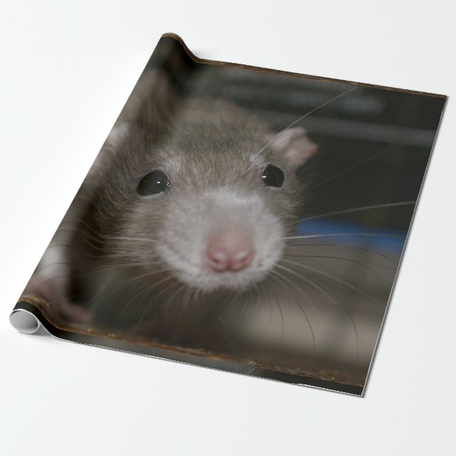 Curious Rat Wrapping Paper (Unrolled)