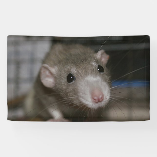 Curious Rats Banner (Horizontal)