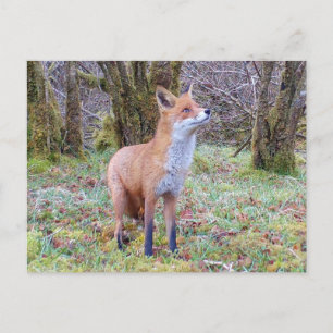 Curious Red Fox Looking Up Woodland Wildlife Art Postcard