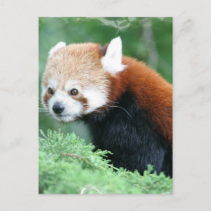 Curious Red Panda Postcard