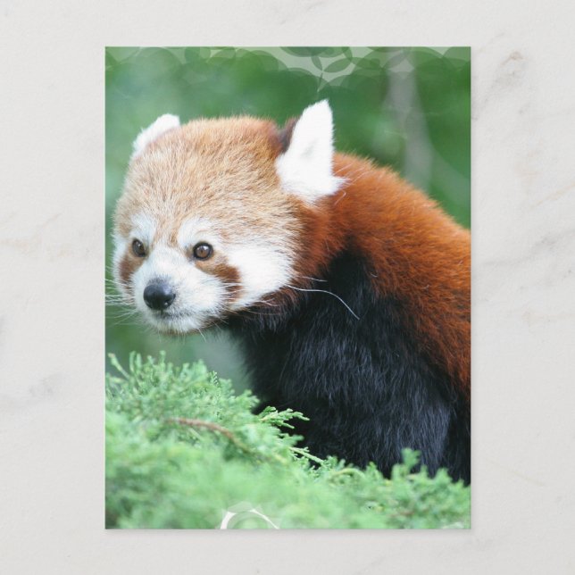 Curious Red Panda Postcard (Front)
