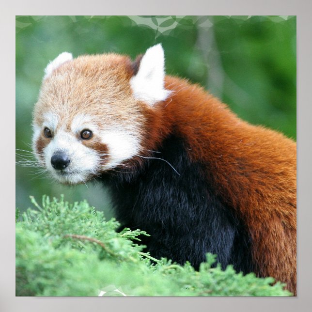 Curious Red Panda Poster (Front)