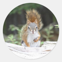 Curious Red Squirrel Round Sticker