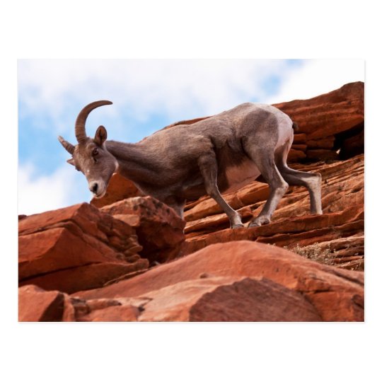 Curious Rock Climber Postcard