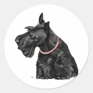 Curious Scottish Terrier Classic Round Sticker