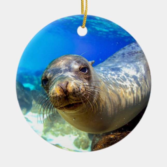 Curious sea lion underwater Galapagos paradise Ceramic Tree Decoration (Front)