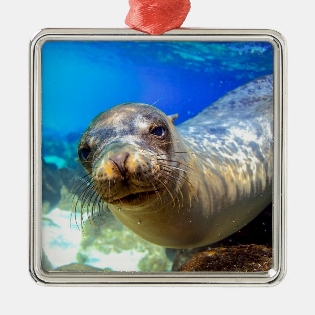 Curious sea lion underwater Galapagos paradise Metal Tree Decoration (Front)
