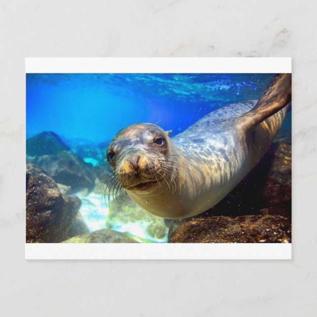 Curious sea lion underwater Galapagos paradise Postcard (Front)