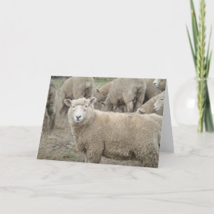 Curious Sheep Card