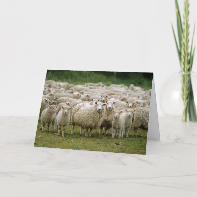 Curious Sheep Card (Front)