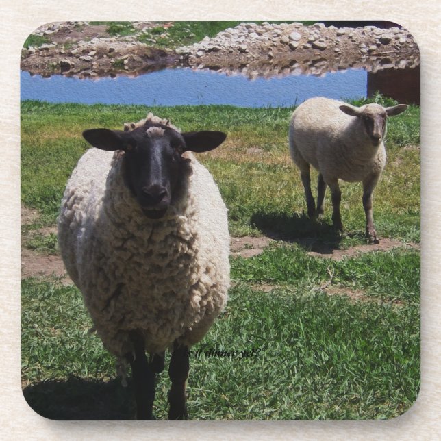 Curious Sheep Coaster (Front)