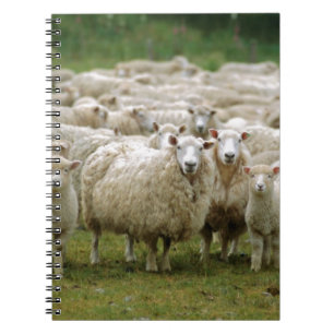 Curious Sheep Notebook