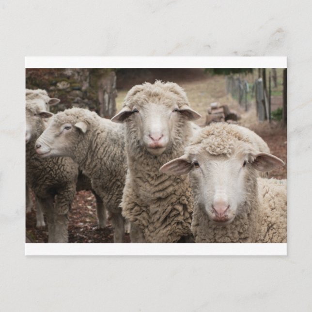 Curious sheep postcard (Front)