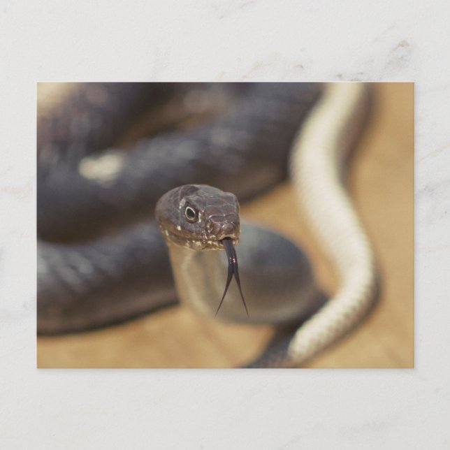 Curious Snake Postcard (Front)