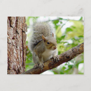 Curious Squirrel Animal Postcard