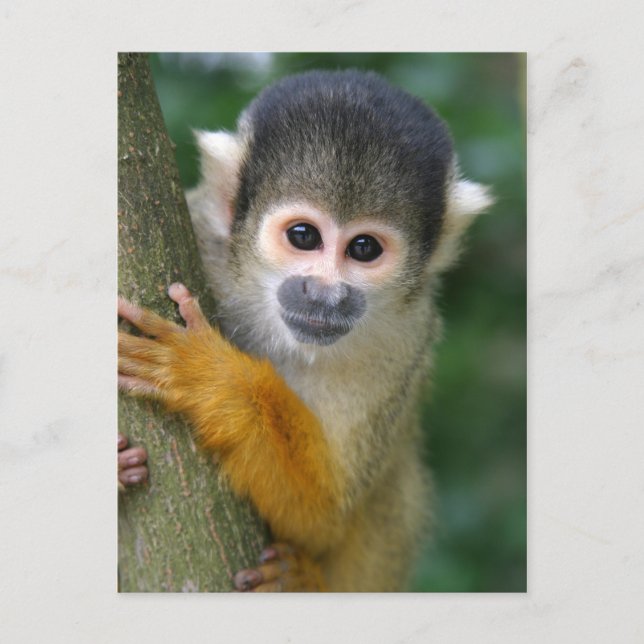 Curious squirrel monkey postcard (Front)
