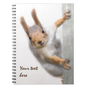 Curious squirrel notebook