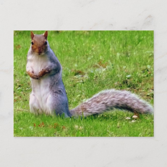 Curious Squirrel Postcard (Front)