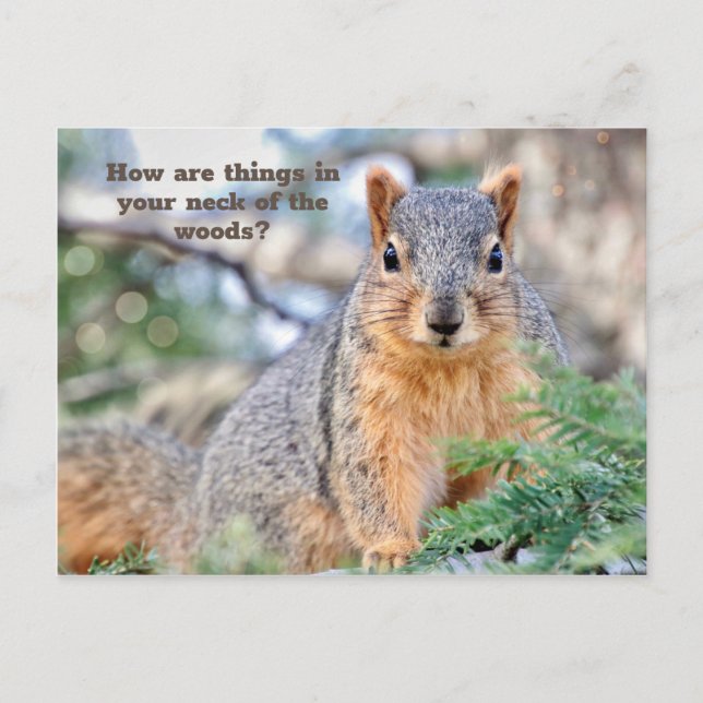 Curious Squirrel Postcard  (Front)