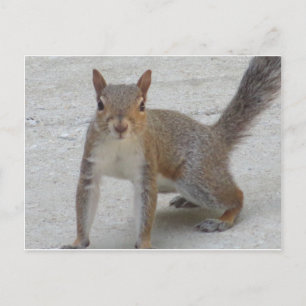 Curious Squirrel Postcard