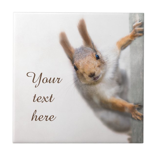 Curious squirrel tile (Front)