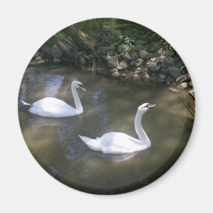 Curious Swans Magnet