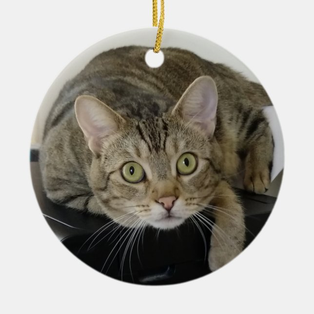  Curious Tabby Cat  Ornament (Front)