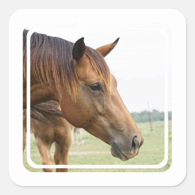 Curious Thoroughbred Stickers (Front)