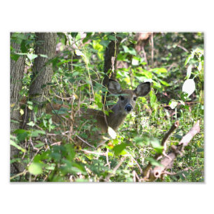 Curious Whitetail Deer Photo