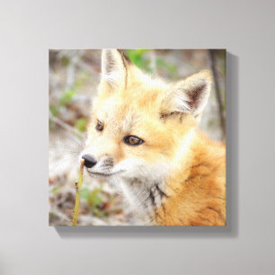 Curious Young Fox Kit Canvas Print