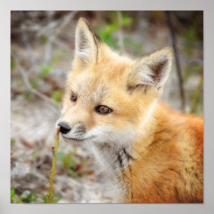 Curious Young Fox Kit Poster