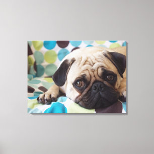 curious young pet canvas print