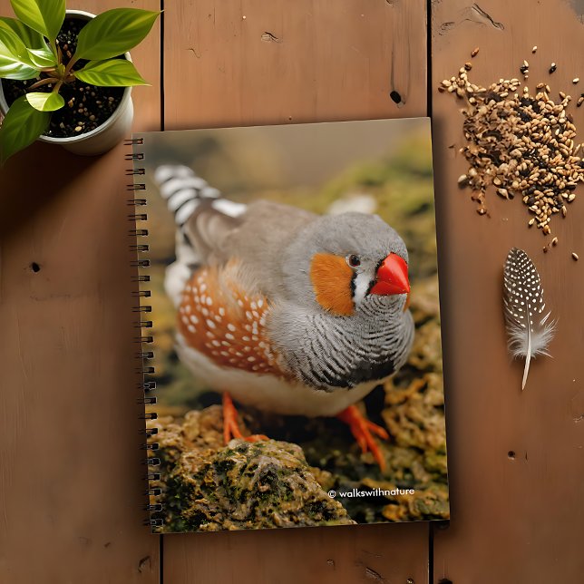 Curious Zebra Finch on the Rocks Notebook (Curious Zebra Finch on the Rocks Journal Cover Photo)