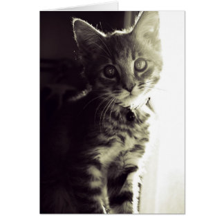 Curiouser, Curiouser in Black and White