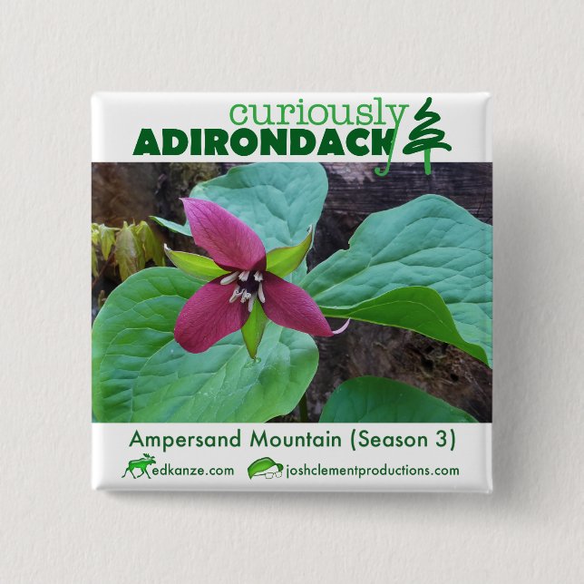 Curiously Adirondack button (Ampersand Trillium) (Front)