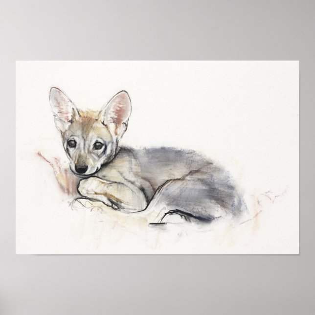 Curled Arabian Wolf Pup 2009 Poster (Front)