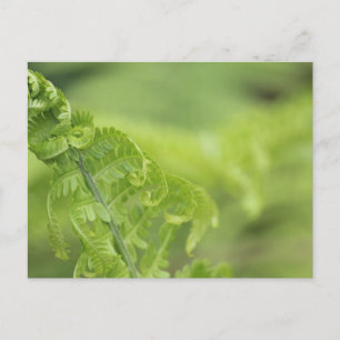 Curling Fern Leaves, Greenery, Blurred Background Postcard