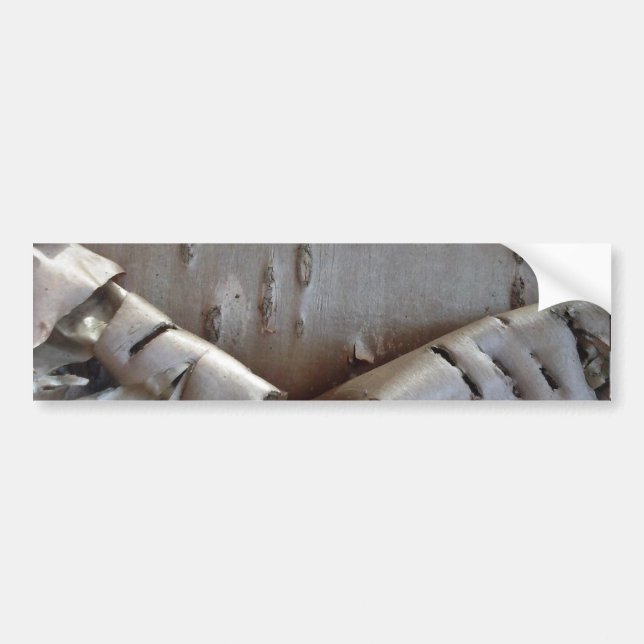 Curly Birch Bark Tree Rustic Bumper Sticker (Front)