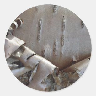 Curly Birch Bark Tree Rustic Classic Round Sticker